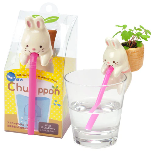 Chuppon Plant - Growing Garden - Image 2