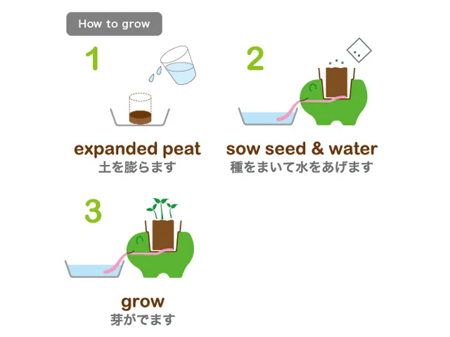 Peropon Plant - Growing Garden - Tabby Cats - Image 4